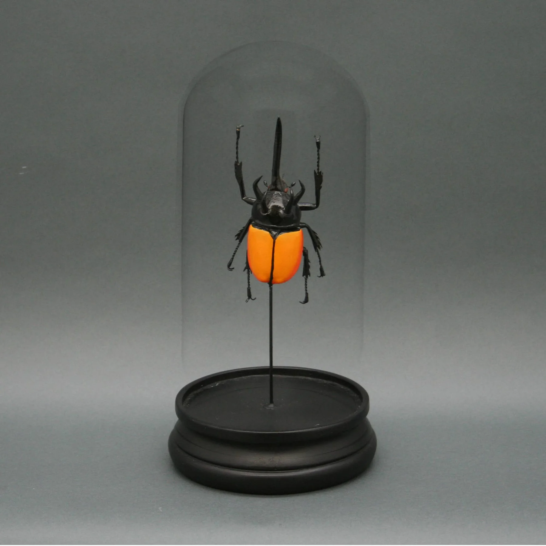 Scarabée Atlas sous cloche