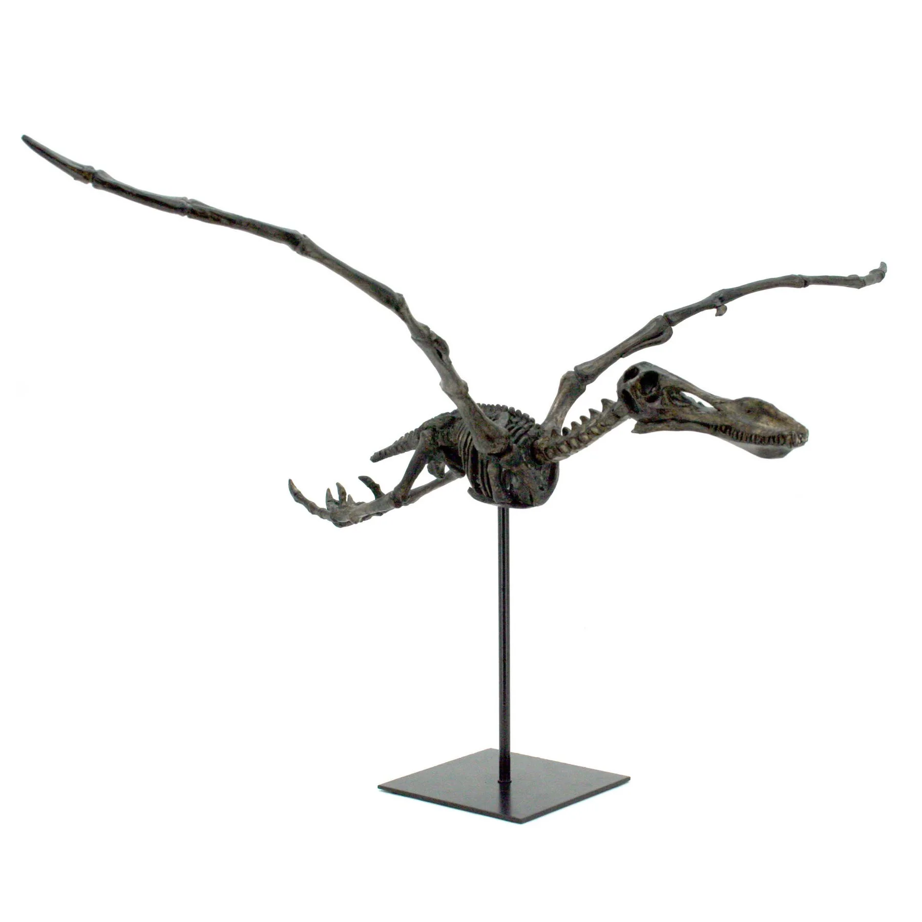 Trophée fossile Azur