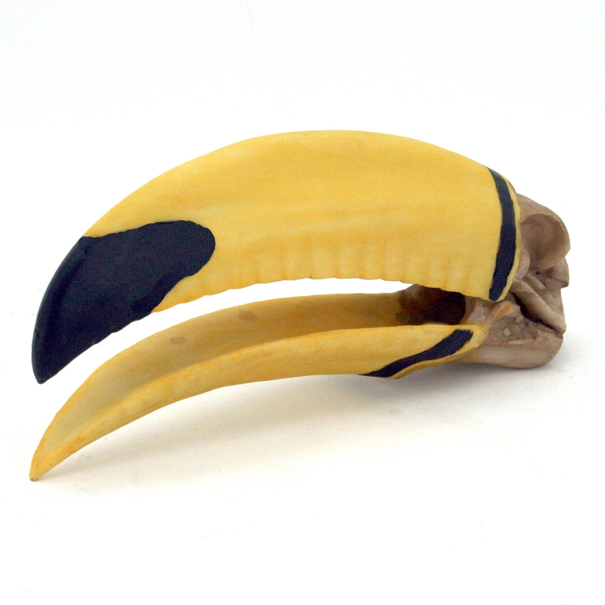 Crâne de toucan Armand