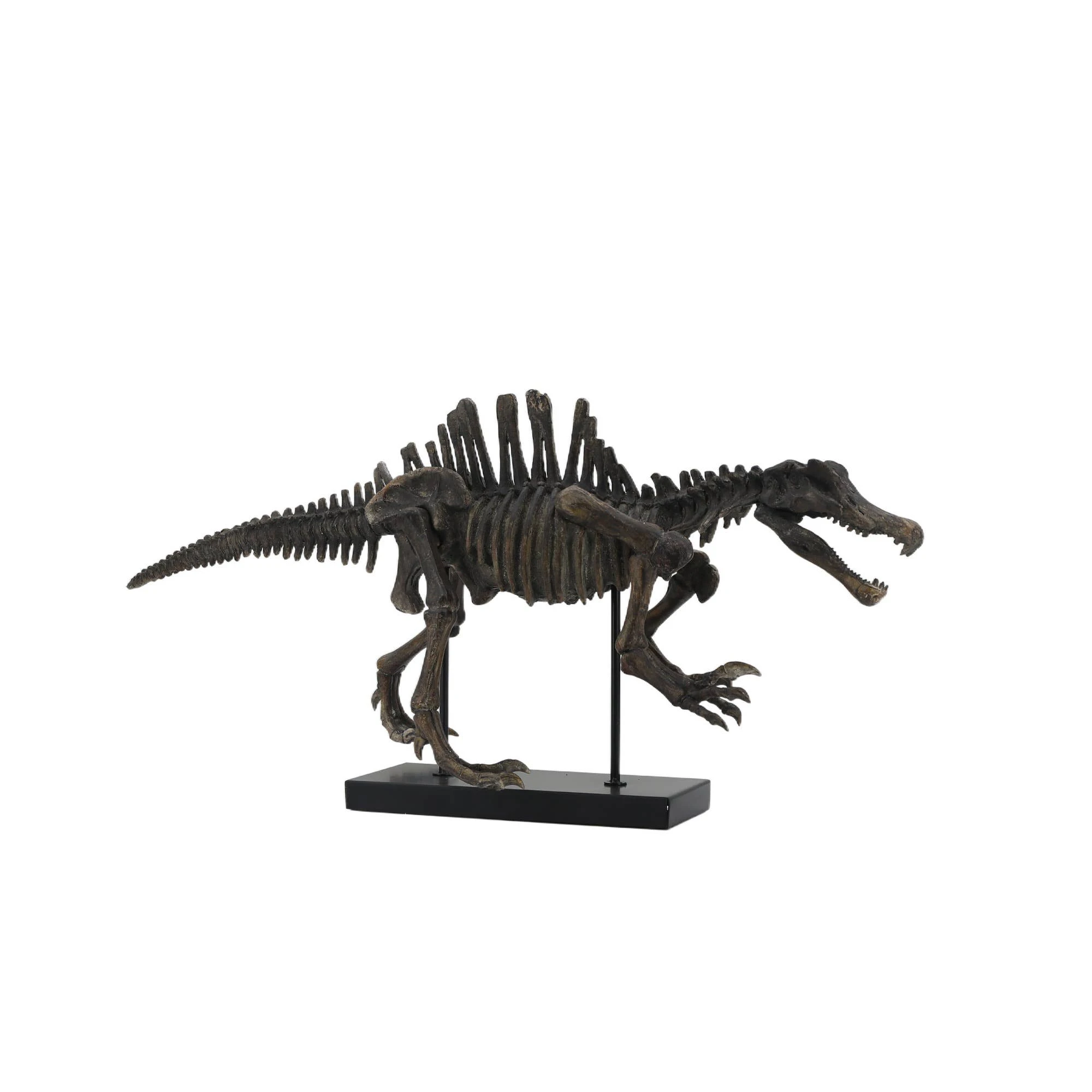 Fossile de spinosaure Évrard
