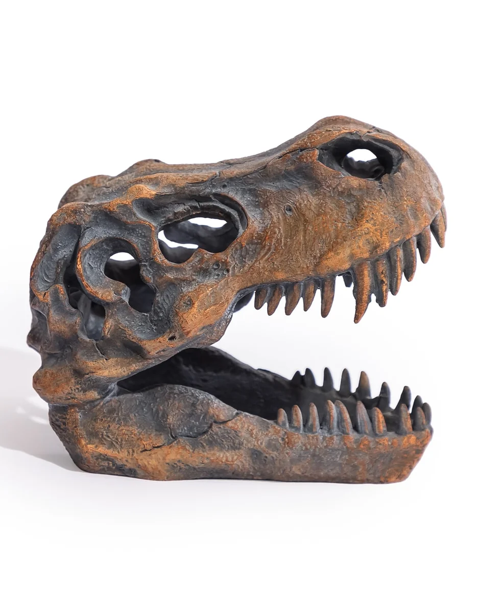 Crâne de T-Rex Oscar