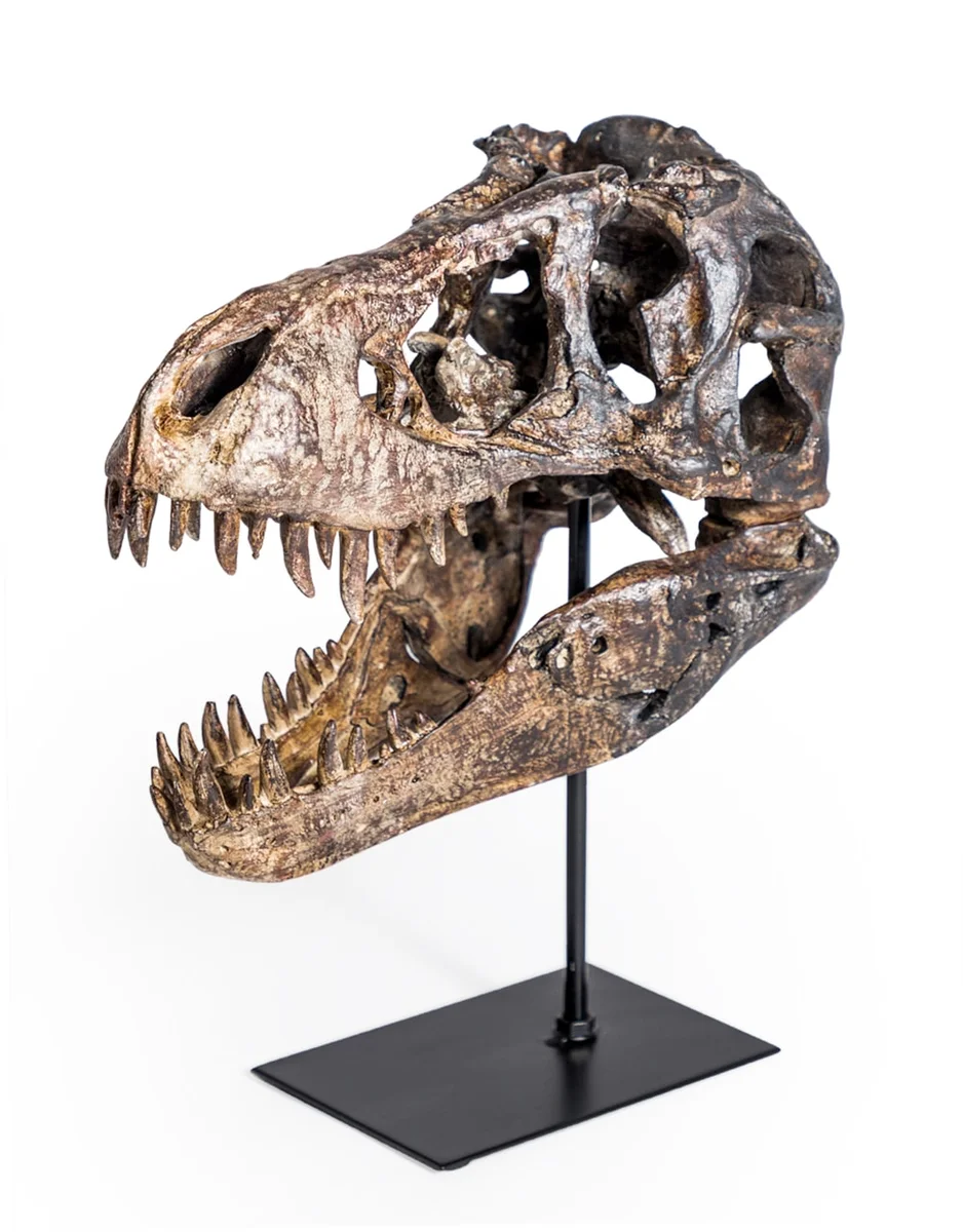 Crâne de T-Rex Achille